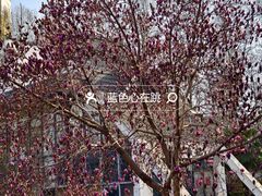 -洛阳市牡丹公园