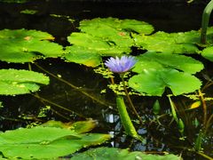 -国家植物园南园