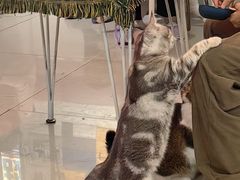 -平行世界·猫咖(首经贸店)