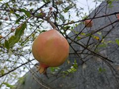 -广州神农草堂中医药博物馆