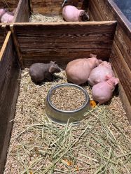 -酷嗒动物文化乐园(cutezoo西溪乐天城店)