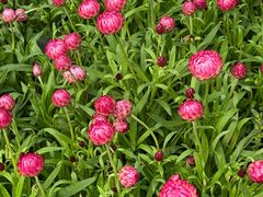 -龙大花卉苗木市场