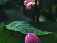 -陈家山荷花公园