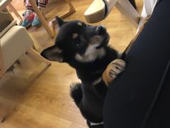 -柴犬小屋·柴餐厅·狗咖食堂(金鼎广场店)