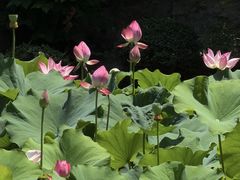 -莲湖公园