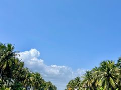-东郊椰林