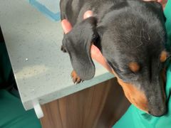 -心仪动物医院·牙专科·肿瘤·心脏科(西客站院)