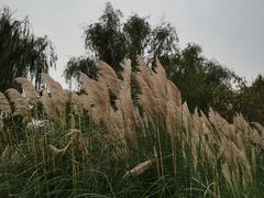 -贡湖湾湿地公园