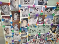 -喵的天空名猫咖啡馆·撸猫·猫舍·用品