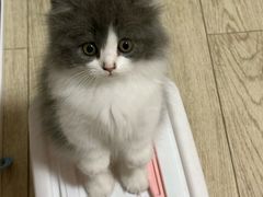 -欣宠猫屋·矮脚拿破仑·蓝金金渐层