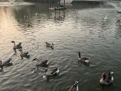 -溱湖国家湿地公园