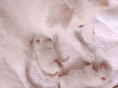 -康旭宠物医院(郑州总院)