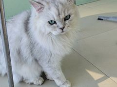 -怪兽屋·羊驼·猫咖·狗咖(俊华广场店)