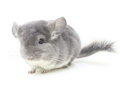 -龙猫仔乐园(惠福东路店)