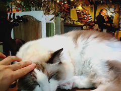 -咖法森林·咖啡  酒吧(天河店)