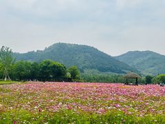 -径山花海
