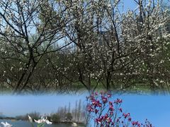 -洋湖国家湿地公园