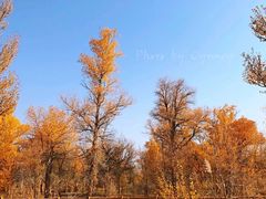 -金塔沙漠胡杨林景区