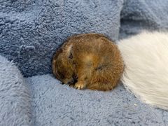 -有猫主题·治愈系猫咖(曾厝垵店)