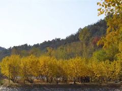 -千年银杏谷文化旅游区