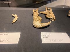 -北京周口店北京人遗址博物馆