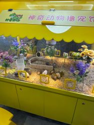 -神奇动物撸宠馆·羊驼·小浣熊·异宠(豫园店)
