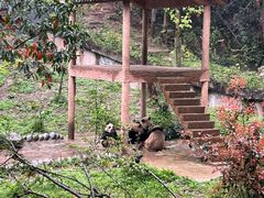 -中国大熊猫保护研究中心雅安碧峰峡基地