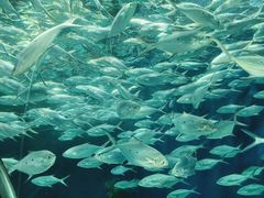 -上海海洋水族馆