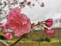 -天适樱花悠乐园