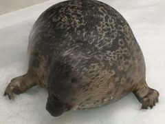-大阪海游馆