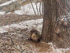 -北京西山国家森林公园
