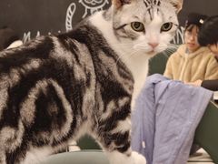 -安格丽娜·狗咖·猫咖羊驼咖(春熙路百盛商场店)
