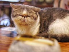 -more than meow吴止猫主题餐厅(承德 中船汇店)