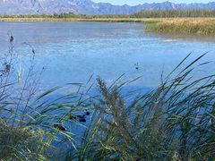 -野鸭湖国家湿地公园