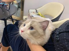 -钦宠·猫咪售卖·洗护·寄养(东圃旗舰店)