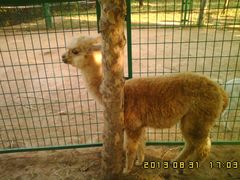 -石家庄市动物园