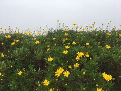 -西京湾花海