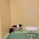 西安最全萌宠集合店‼️｜羊驼·香猪·萌兔·猫咖·狗咖