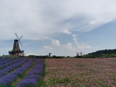 -大塘金香草谷