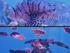 -海合安武汉极地海洋公园