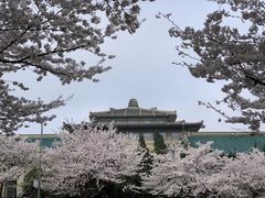 -武汉大学-樱园