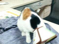 -动物缘宠物医院·骨科·猫科(西二环店)