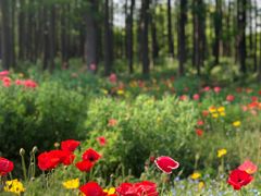 -上海共青森林公园