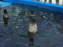 -北戴河圣蓝海洋公园