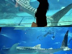 -烟台海昌鲸鲨海洋公园