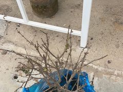 -龙大花卉苗木市场