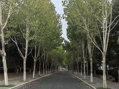 -合肥滨湖国家森林公园