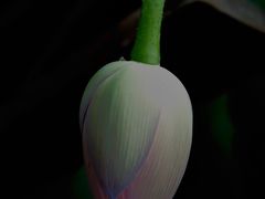 -陈家山荷花公园