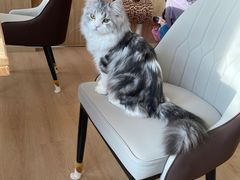 -猫腻·猫咖·撸猫馆(星光大道店)