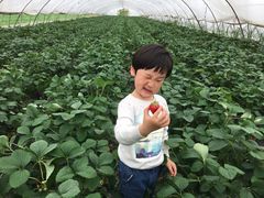 -青浦采草莓天天草莓园